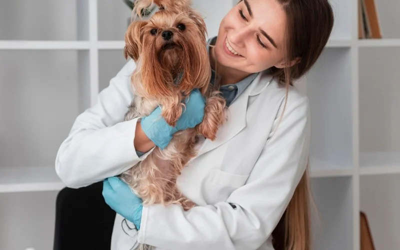 Best Pet Insurance for Senior Dogs